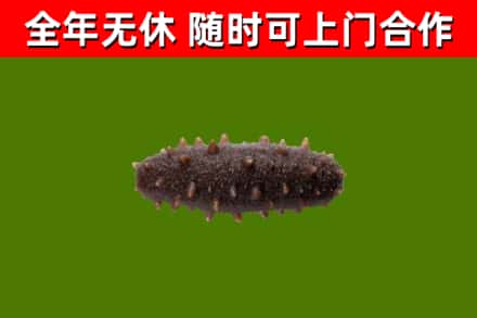 商丘烟酒回收干海参.jpg